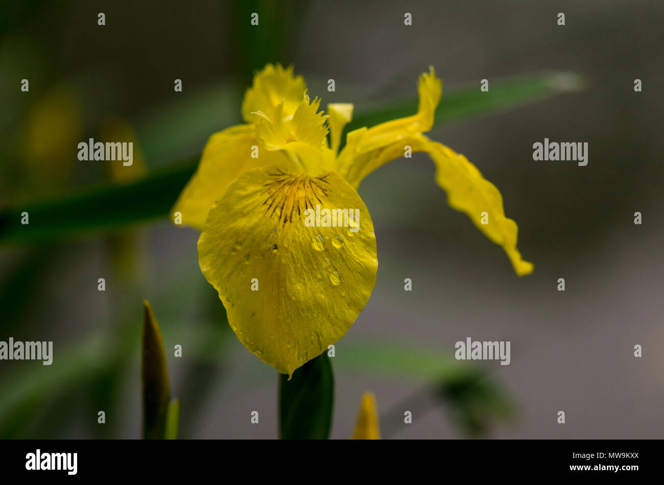 Iris gialla, Iris pseudacorus, bandiera gialla, bandiera gialla Iris, giallo-pallido, Iris acqua impianto di bandiera, fiore, il Limburgo, Paesi Bassi. Foto Stock
