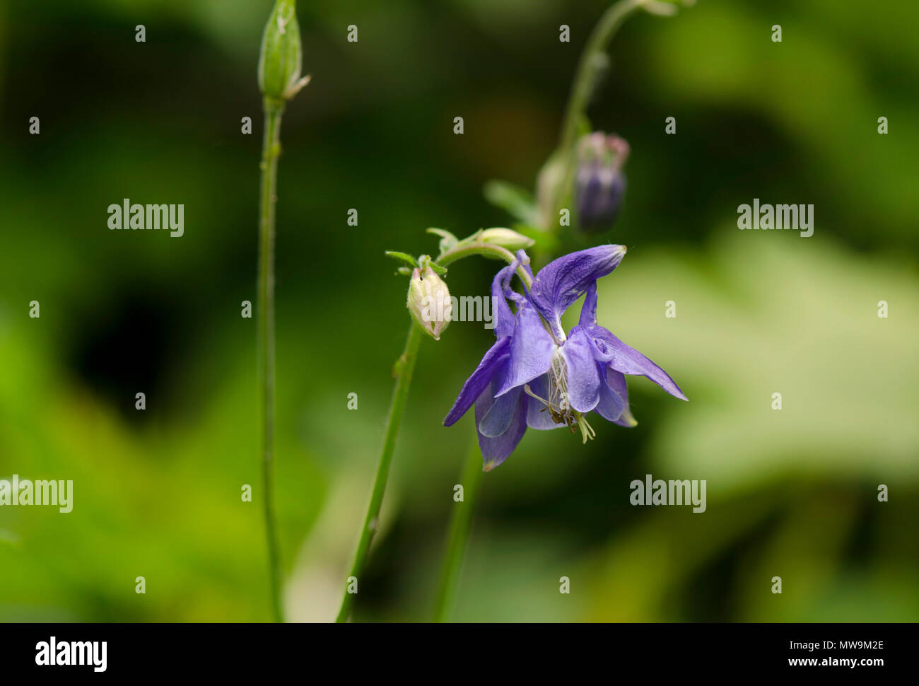 Aquilegia vulgarise, aquilegia alpina europea, aquilegia comune, nonna drink prima di andare a dormire, nonna cofano, Limburgo, Paesi Bassi. Foto Stock