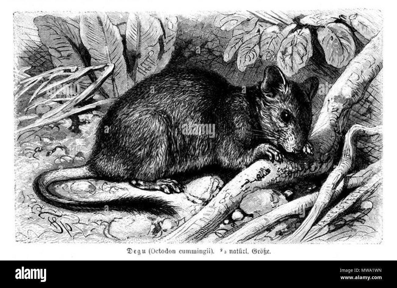 . Octodon cummingii (Octodon degus); reprod.Alfred Brehm 1883 . 1883. Alfred Brehm 452 Octodon Cumingii Foto Stock