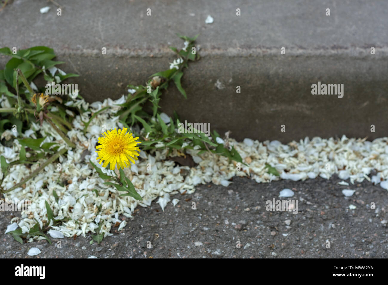 È germogliato attraverso l'asfalto sul marciapiede con un cordolo il fiore di giallo tarassaco tra i caduti bianco petali di lilla. Foto Stock