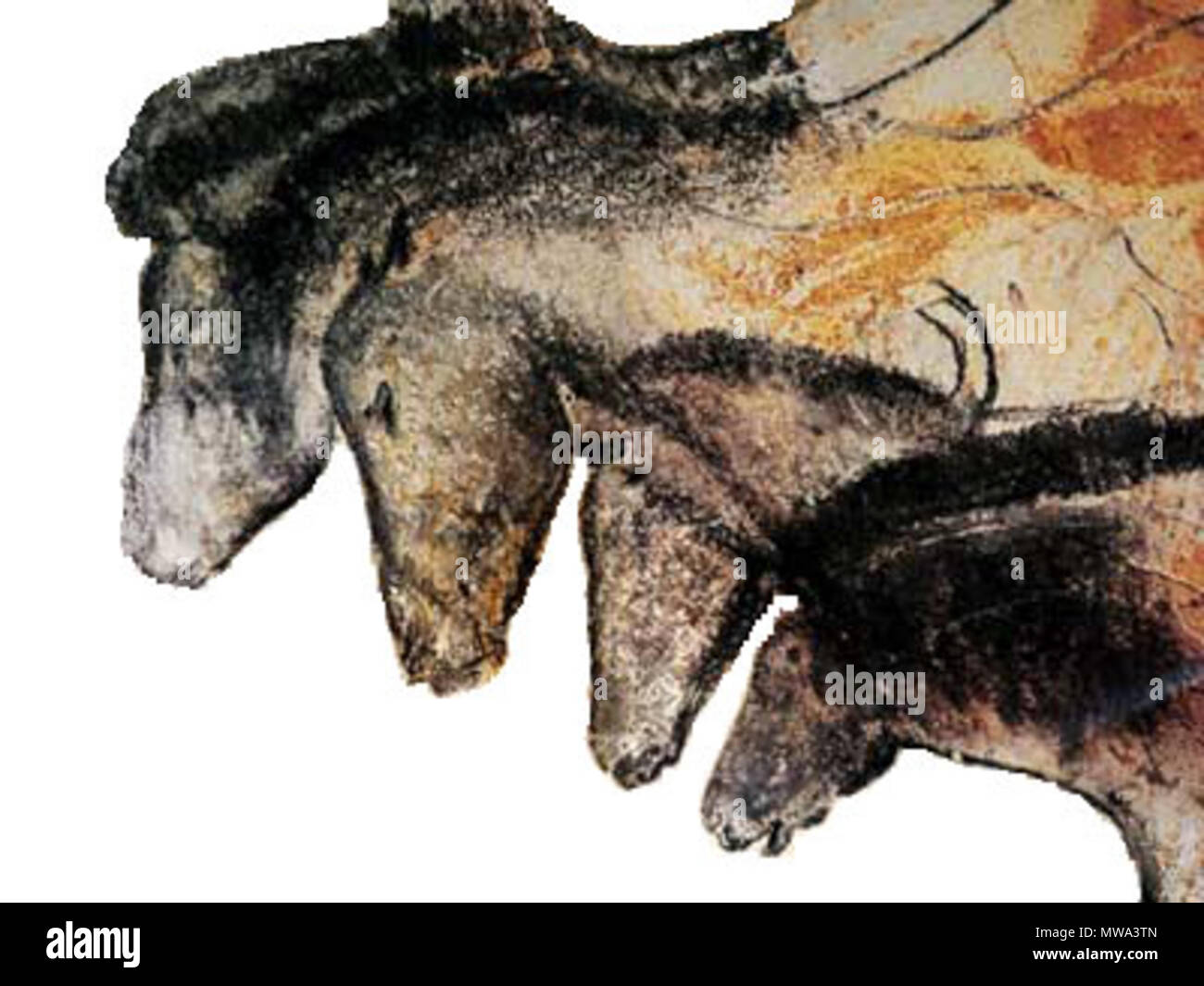 . Français : Chevaux de la grotte Chauvet (31 000 BP) Lieu de la découverte : Grotte Chauvet, Ardèche, Francia Data : 31 000 BP (Aurignacien) . 31 000 BP. Sconosciuto 125 Chauvethorses Foto Stock