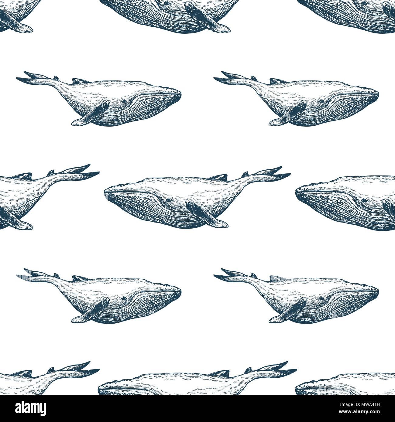 Modello senza giunture di mano il bozzetto style balene isolati su sfondo bianco. Illustrazione Vettoriale. Illustrazione Vettoriale