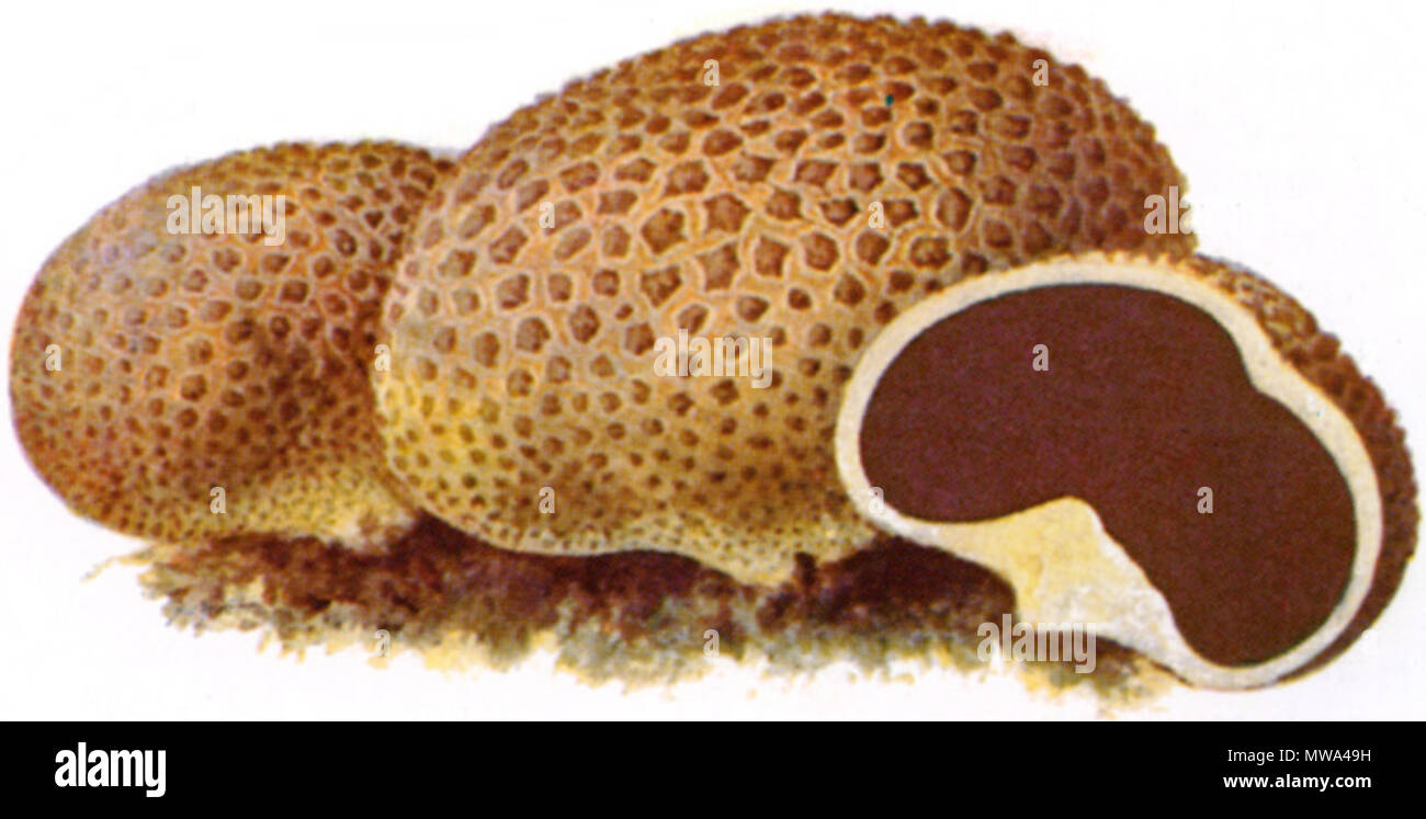 . Kartoffelbovist (Scleroderma citrinum) . 1897 336 Kartoffelbovist-1 Foto Stock
