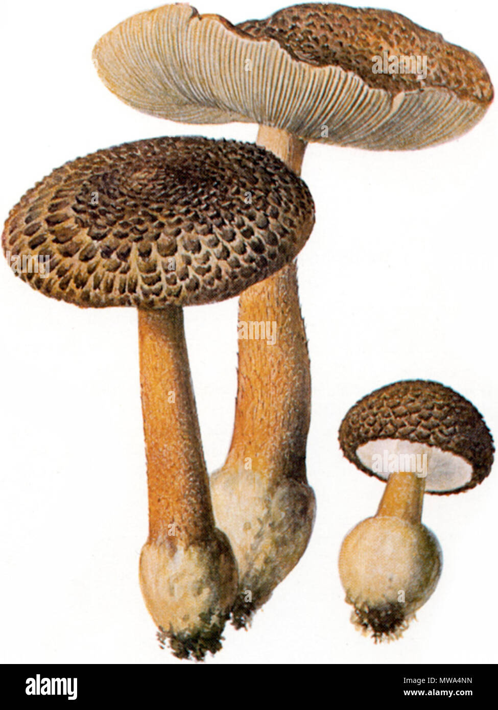 . Spitzschuppiger Schirmling (Lepiota aspera) . 1897 569 Spitzschuppiger Schirmling-1 Foto Stock