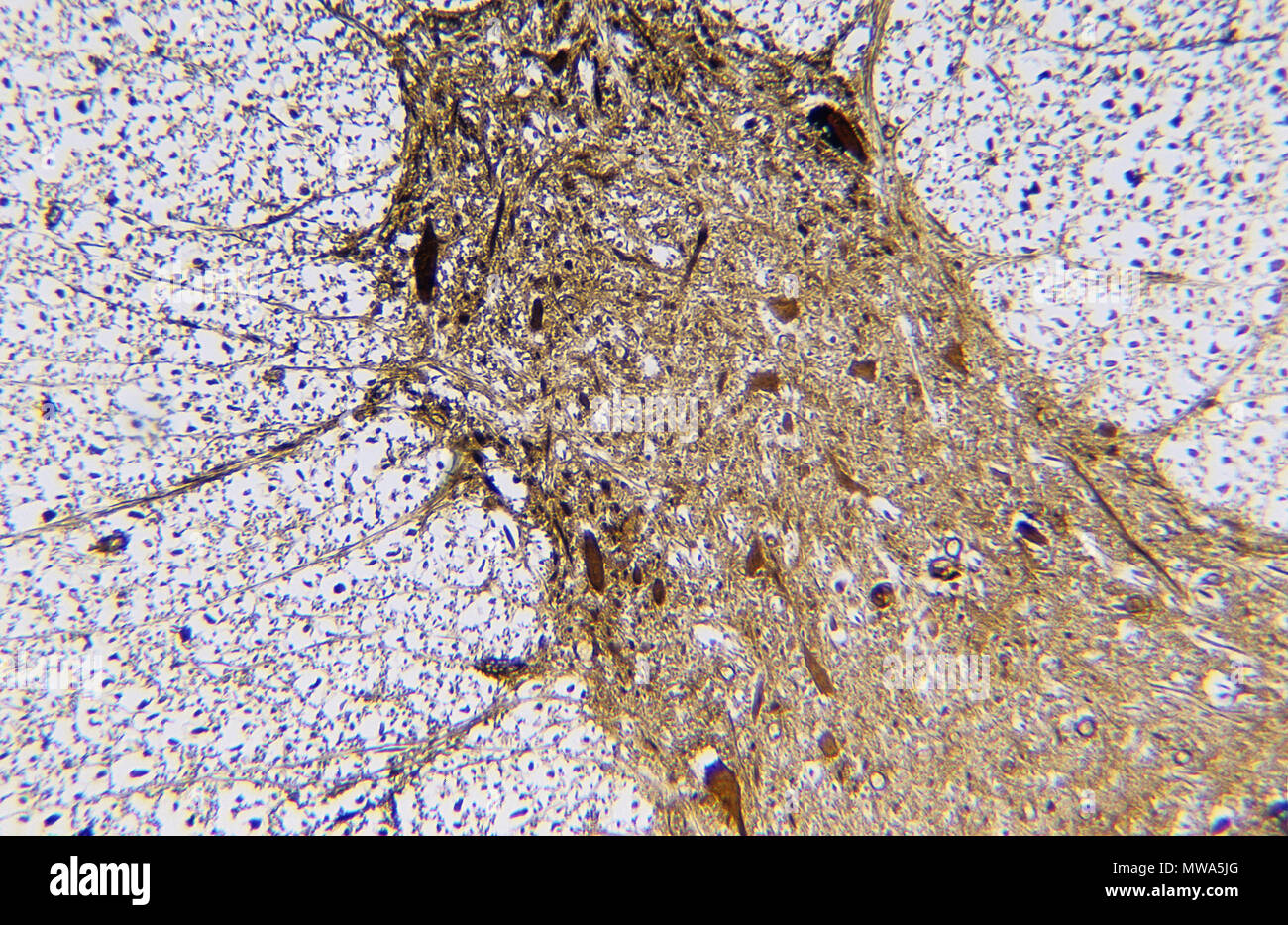 Il midollo spinale.Il tessuto nervoso Foto Stock