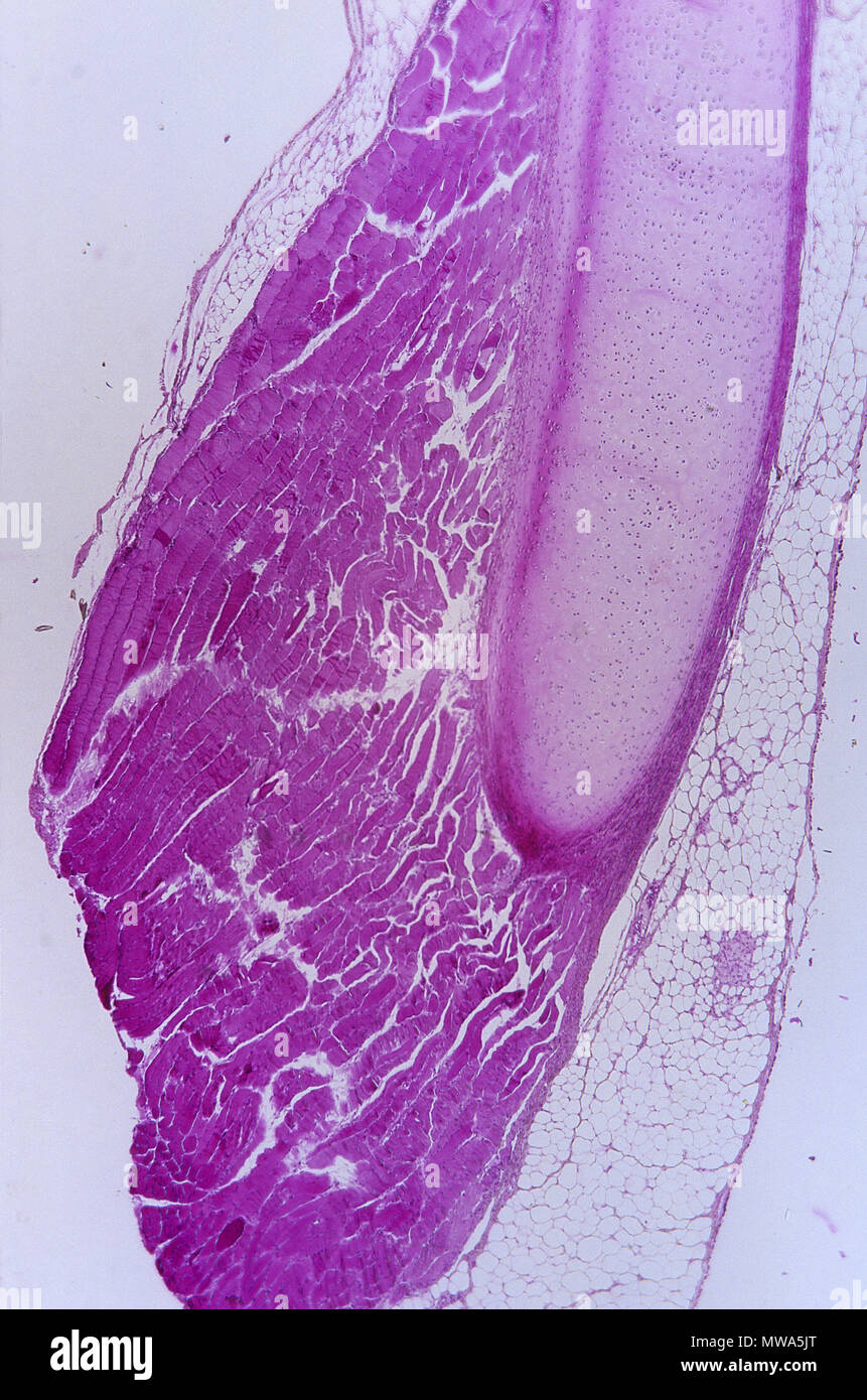 La cartilagine ialina.tessuto cartilagineo.9x Foto Stock