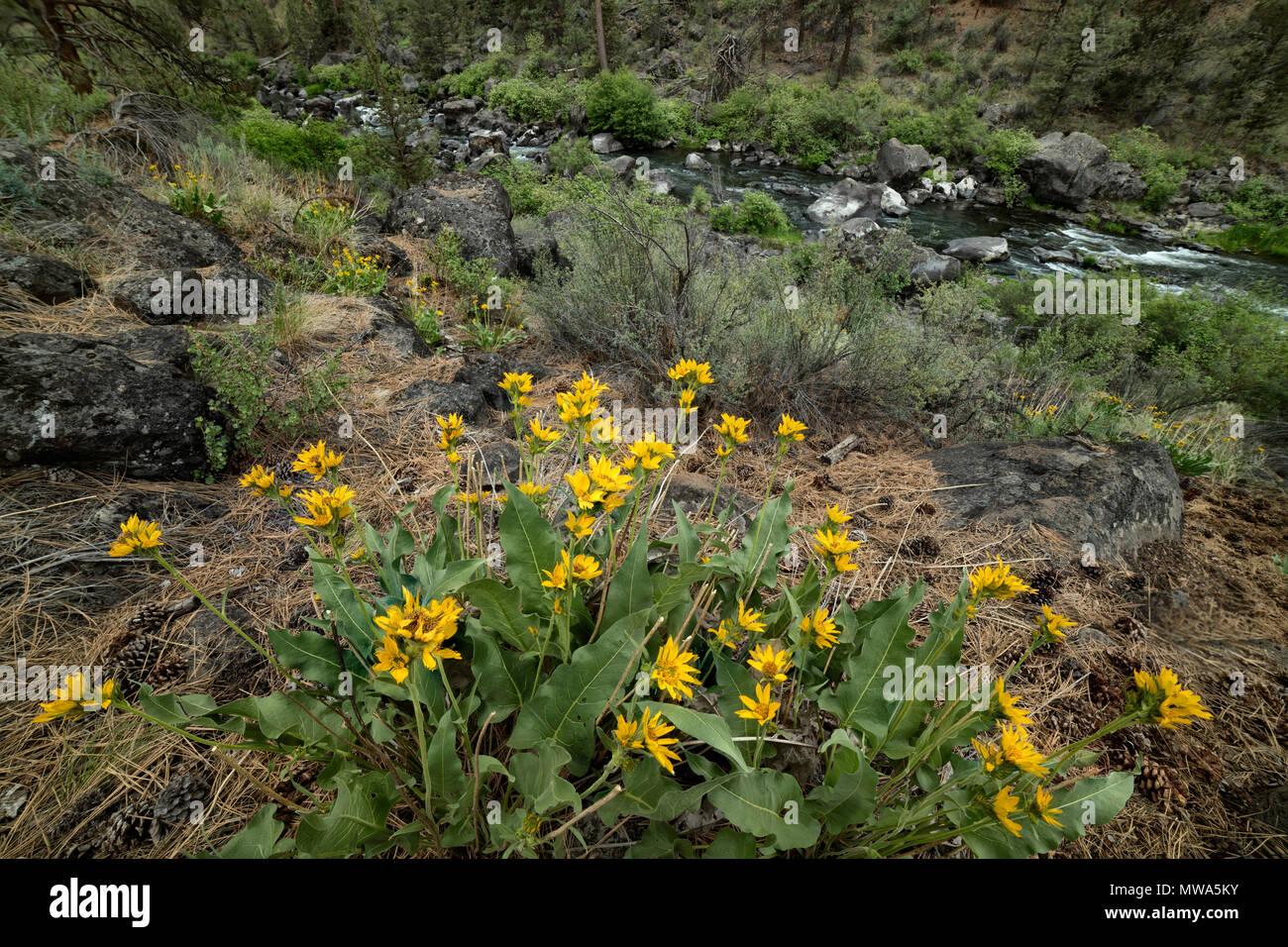 Mulo settentrionale le orecchie giallo fiori selvatici, Oregon Foto Stock