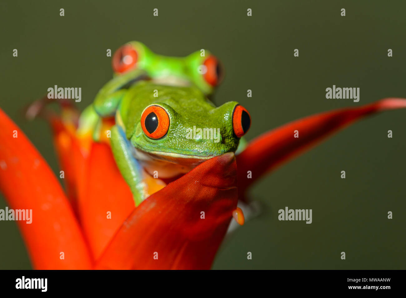 Red-eyed Raganella (Agalychnis callidryas), prigionieri Reptilia reptile zoo, Vaughan, Ontario, Canada Foto Stock