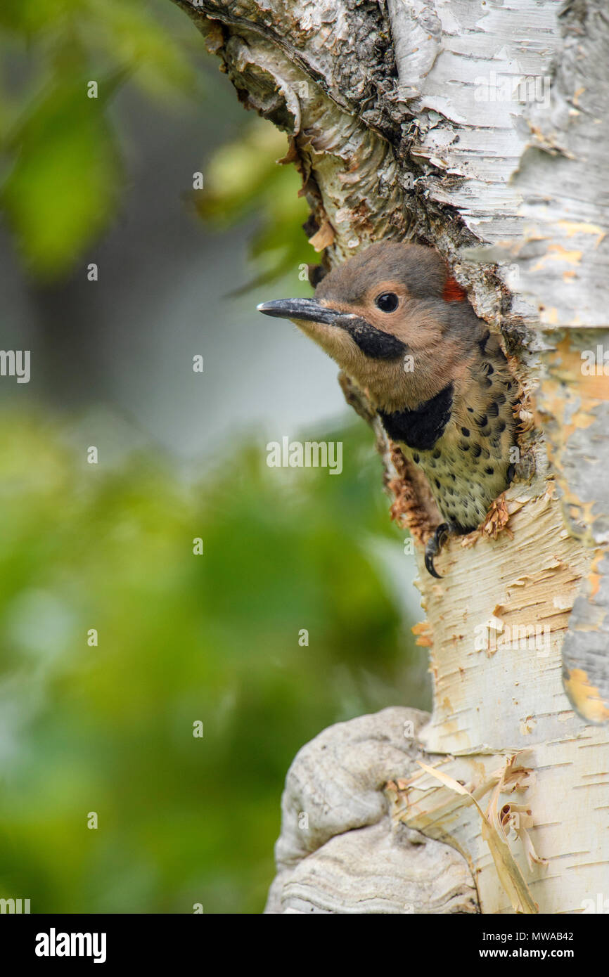 Lo sfarfallio del nord (Colaptes auratus) Giovani in betulla nest cavità, Wanup, Ontario, Canada Foto Stock