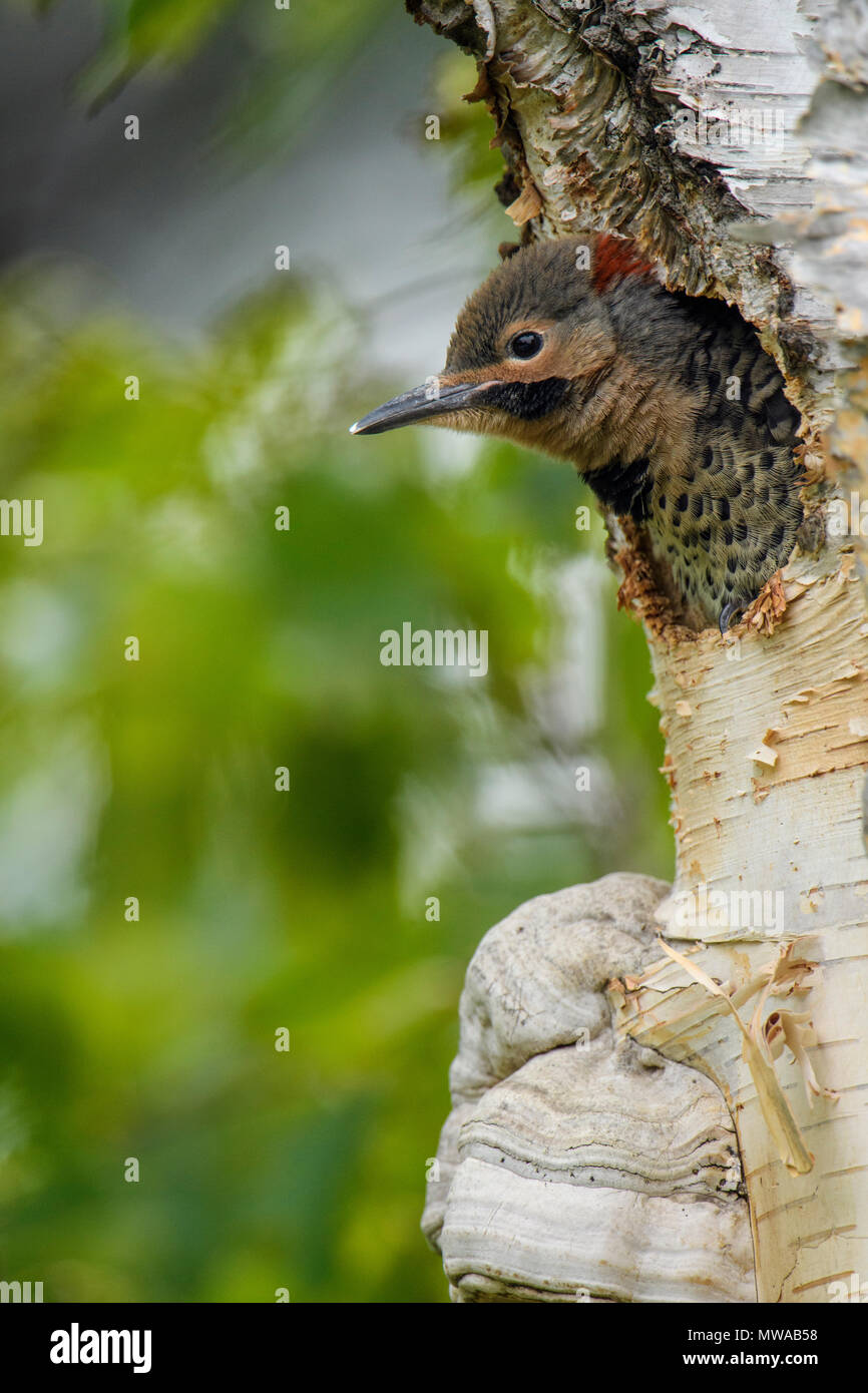 Lo sfarfallio del nord (Colaptes auratus) Giovani in betulla nest cavità, Wanup, Ontario, Canada Foto Stock