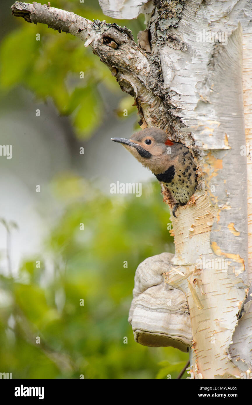 Lo sfarfallio del nord (Colaptes auratus) Giovani in betulla nest cavità, Wanup, Ontario, Canada Foto Stock
