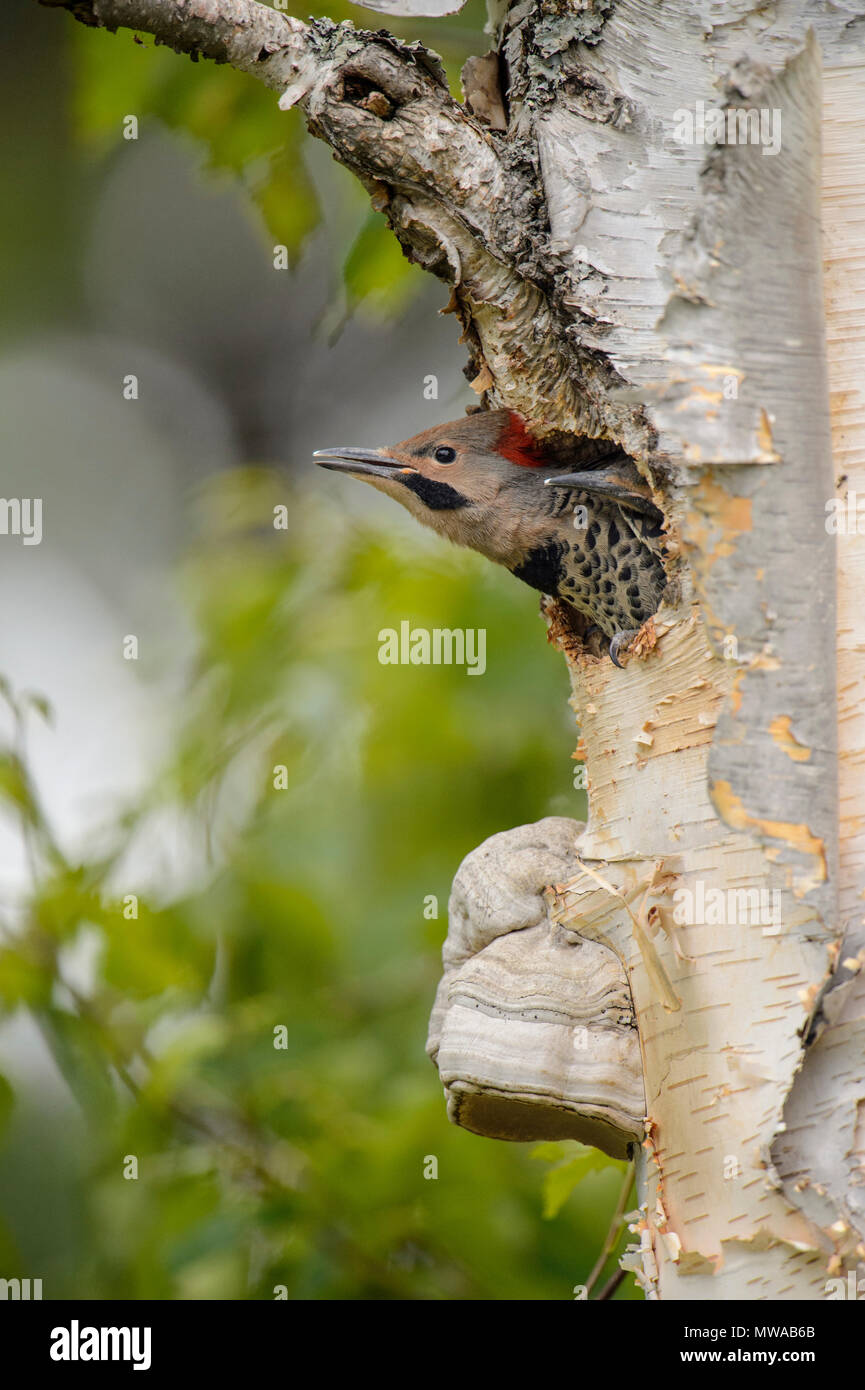 Lo sfarfallio del nord (Colaptes auratus) Giovani in betulla nest cavità, Wanup, Ontario, Canada Foto Stock