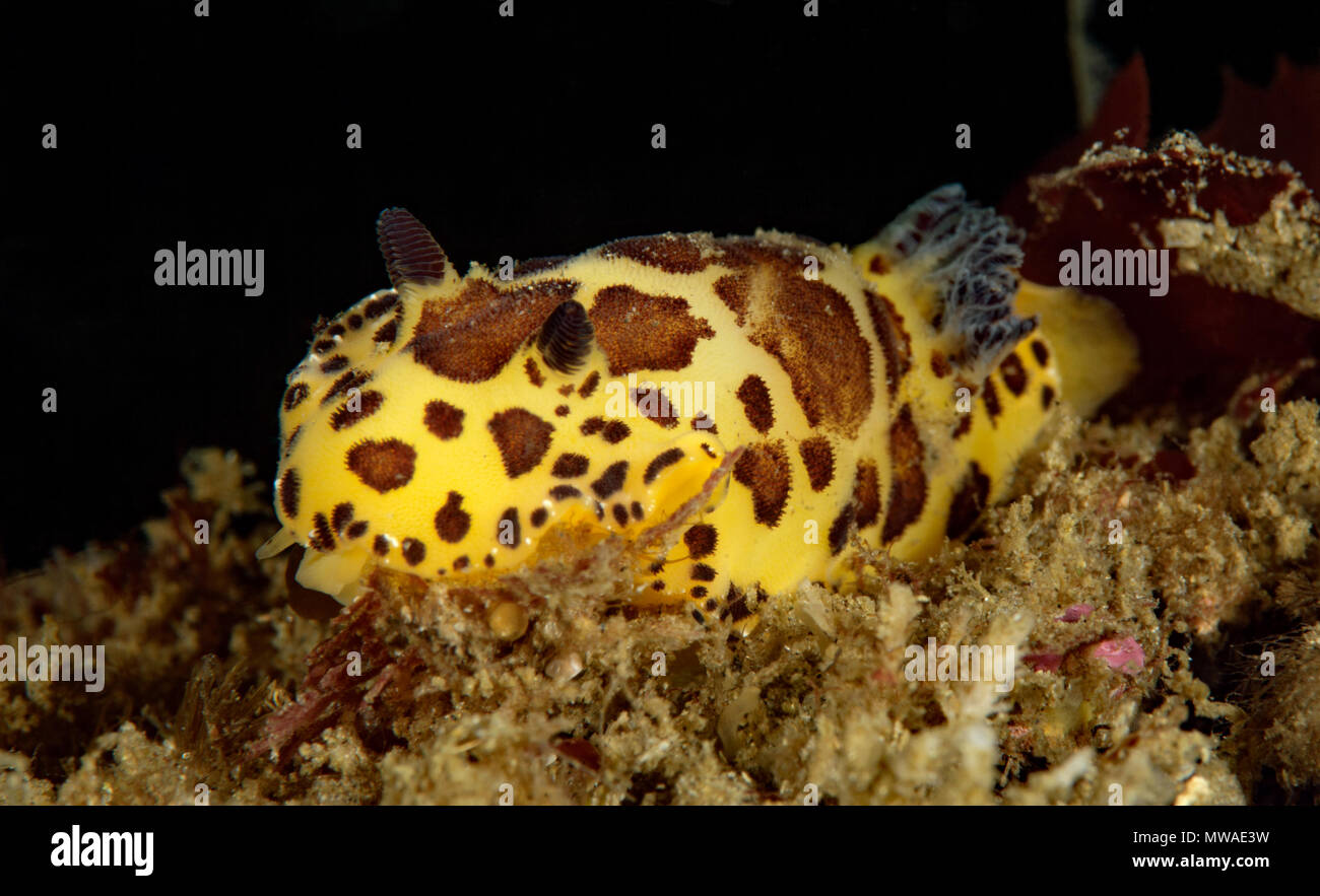 Jorunna pardus, Leopard Dorid Foto Stock