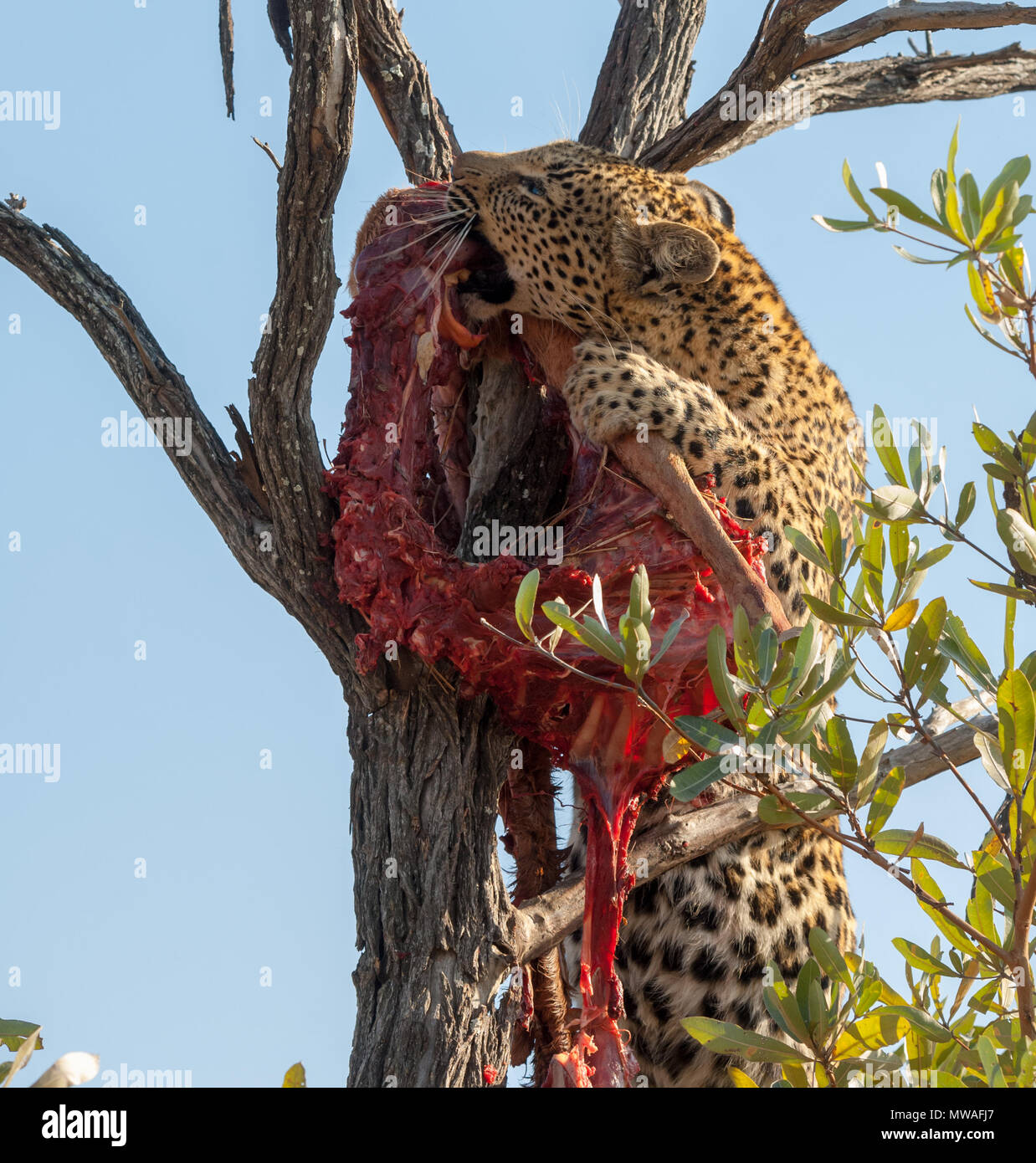 Un Leopard cercando di liberare i resti di un kill da un ramo di un albero Foto Stock