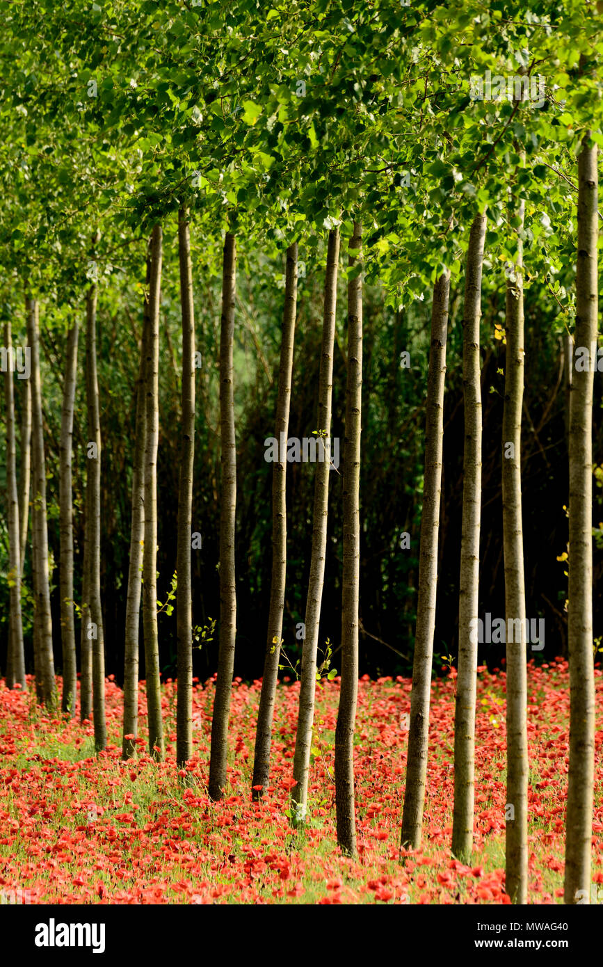 Fila di alberi in un campo di papaveri Foto Stock