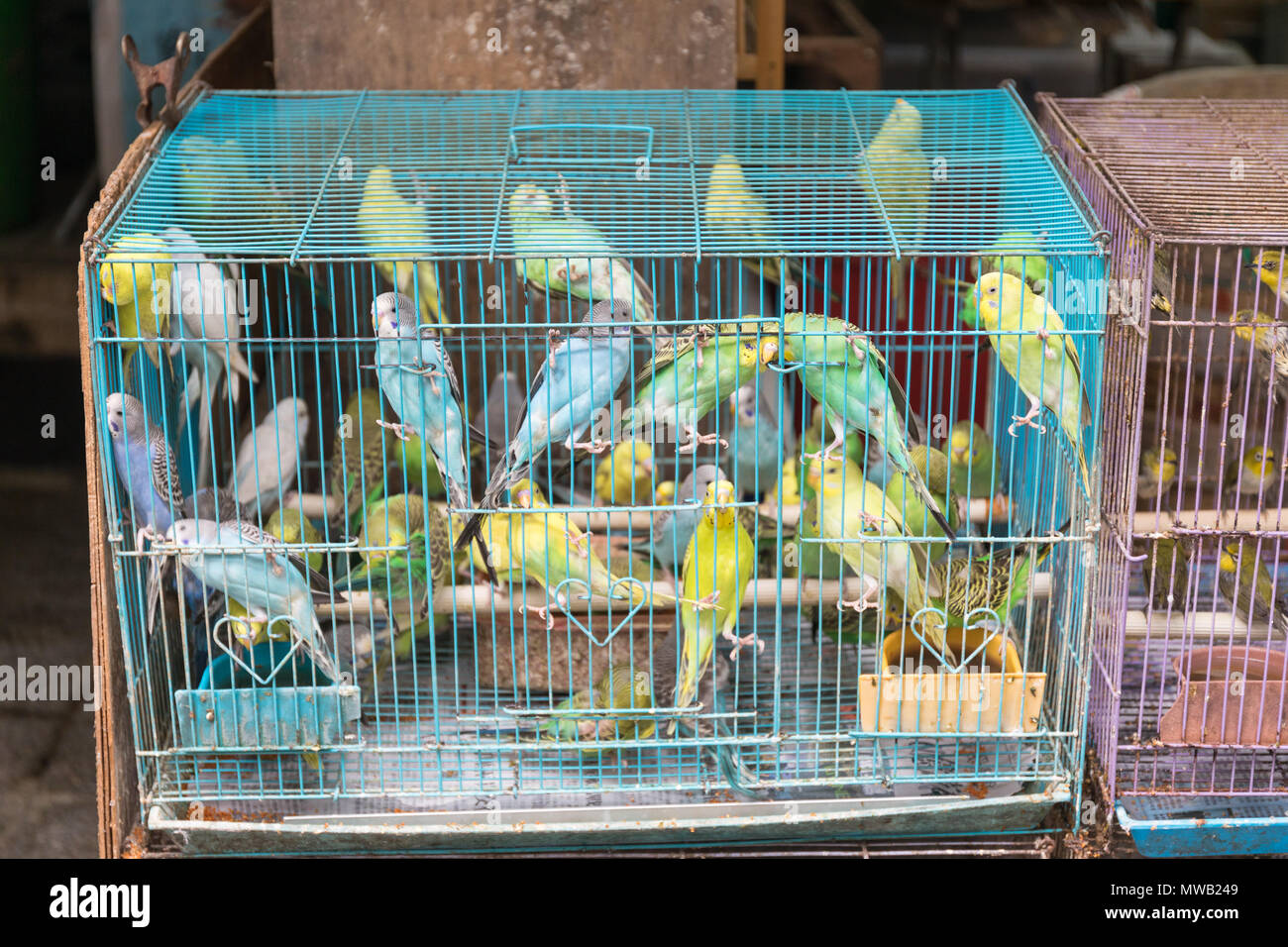 Colorati uccelli Canarie al mercato di Hong Kong Foto Stock