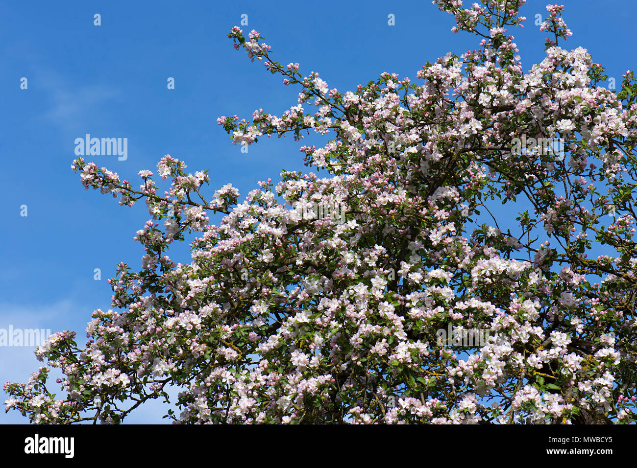 Fioritura Melo (malus domestica), Apple blossoms, cielo blu, Meclemburgo-Pomerania Occidentale, Germania Foto Stock