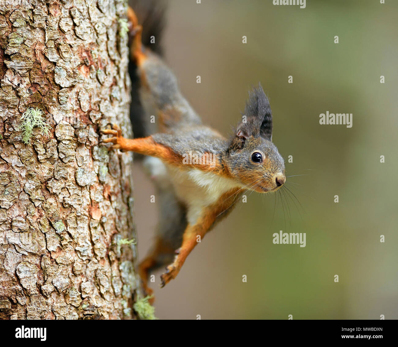 Eurasian red scoiattolo (Sciurus vulgaris), scalata di un tronco di albero, Grigioni, Svizzera Foto Stock