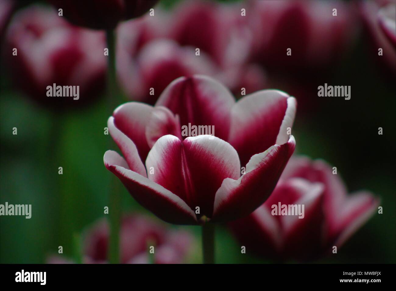 Rosa caldo e bianco sorprendente tulipani in Allan Gardens Conservatorio, Toronto, ON Foto Stock