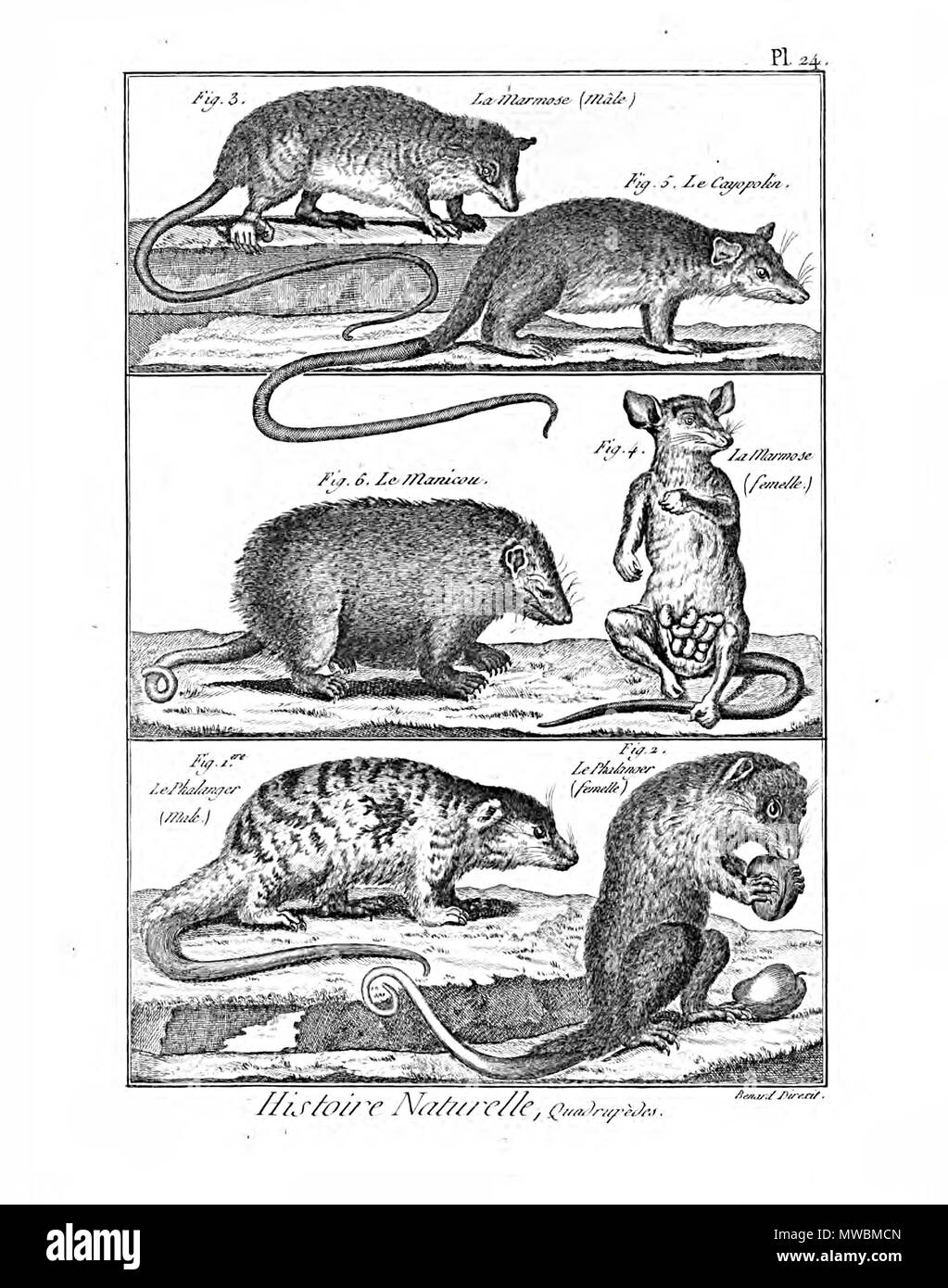 188 Encyclopédie méthodique - Mammalogie, PL24 Foto Stock