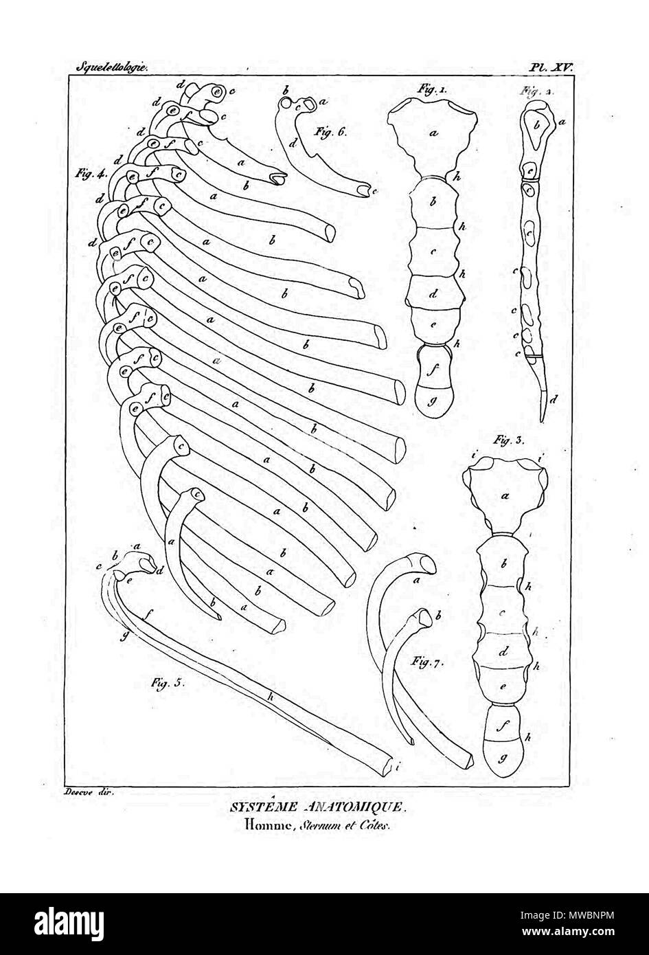 190 Encyclopédie méthodique - Systeme Anatomique, PL15 Foto Stock