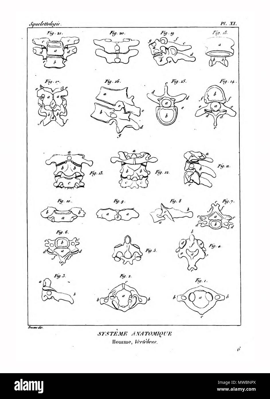 190 Encyclopédie méthodique - Systeme Anatomique, PL11 Foto Stock
