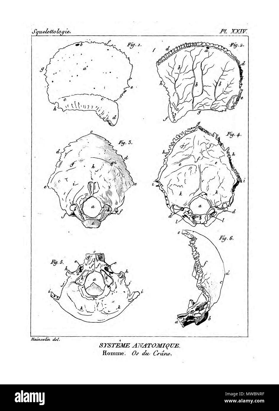 190 Encyclopédie méthodique - Systeme Anatomique, PL24 Foto Stock