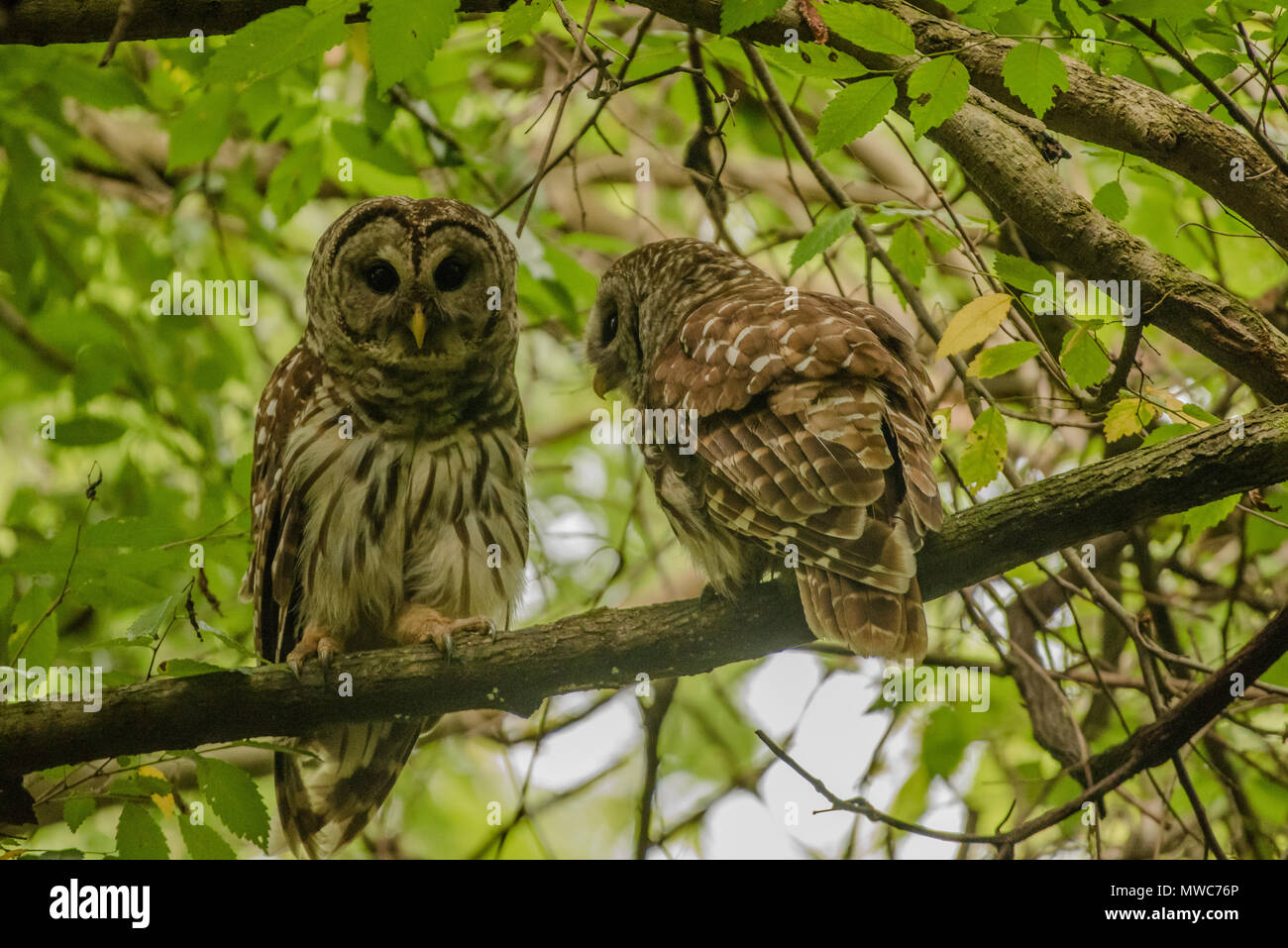 Una coppia di gufi sbarrata (Strix varia) allopreening che rafforza il legame di coppia tra il maschio e la femmina durante la stagione riproduttiva. Foto Stock