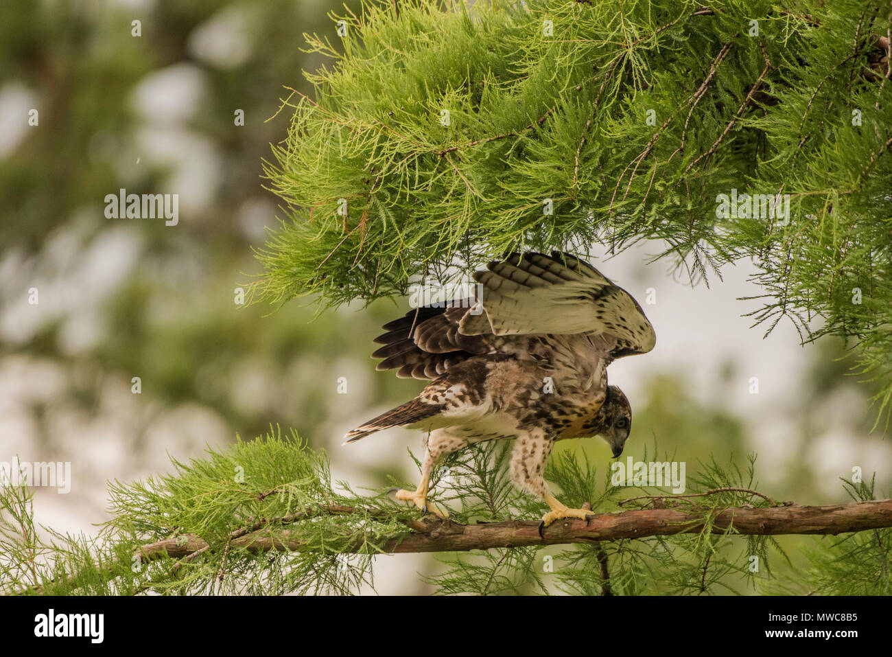 Una neonata red-tailed hawk (Buteo jamaicensis) in una struttura ad albero. Essa non ha ancora volato ma presto fledged e a sinistra la struttura ad albero e il nido in dietro. Foto Stock