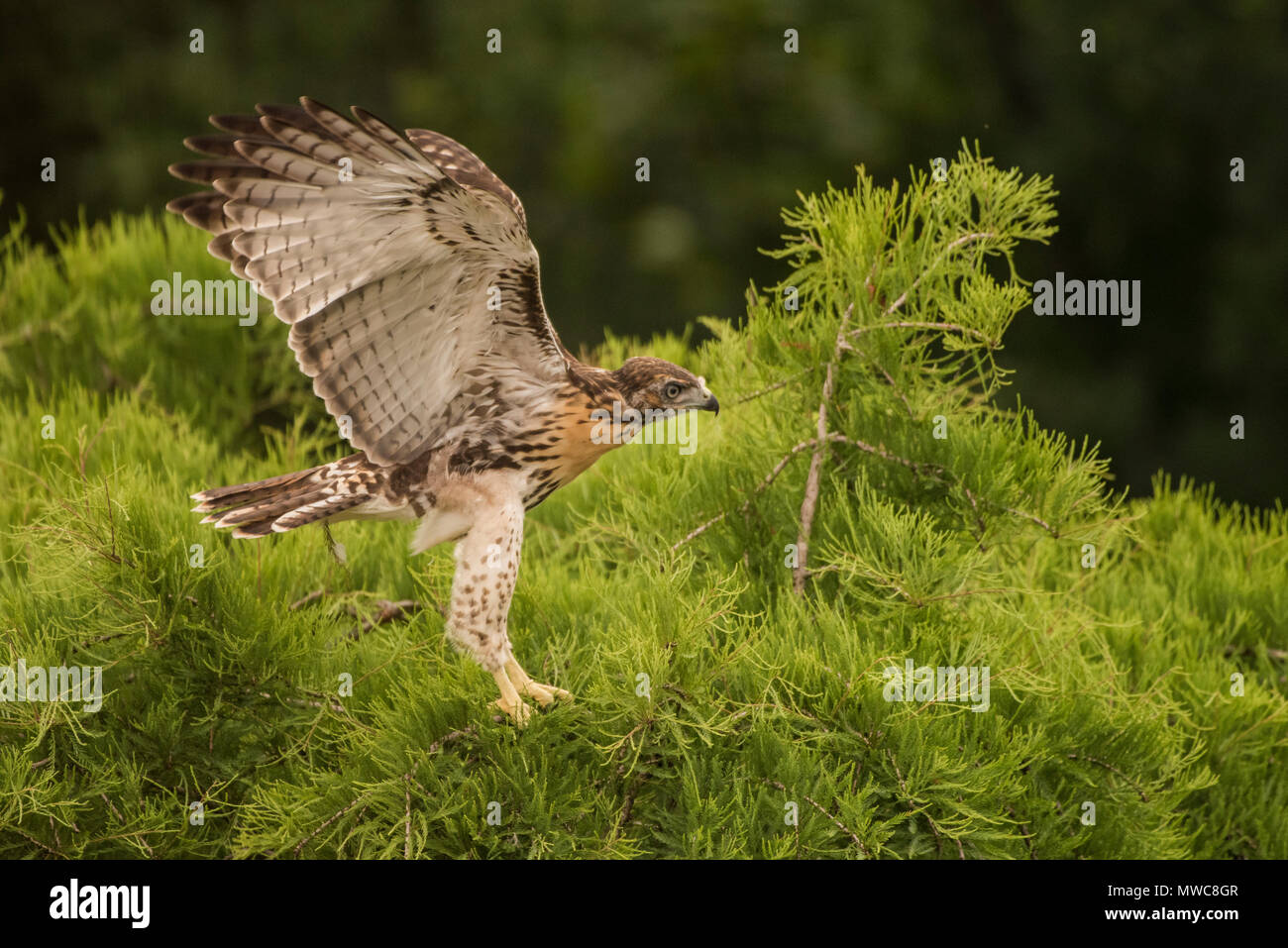 Giovani red tailed hawk (Buteo jamaicensis) facendo del suo meglio per imparare a volare, il suo primo volo era meno di un giorno più tardi. Foto Stock