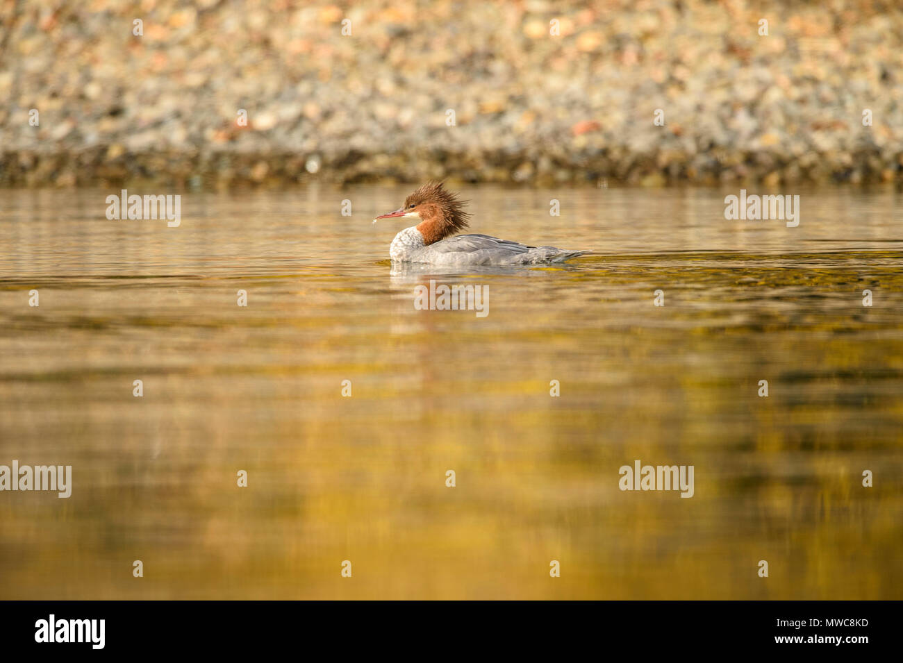 Comune (merganser Mergus merganser) su un fiume di salmoni durante la stagione riproduttiva (femmine), Chilcotin deserto, BC interno, Canada Foto Stock