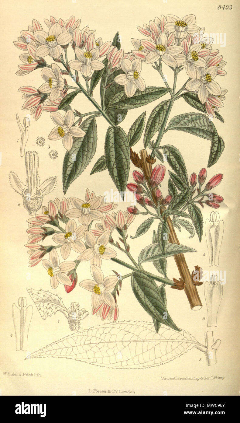 . Deutzia longifolia, Hydrangeaceae . 1913. M.S. del, J.N.Fitch, lith. 161 Deutzia longifolia 139-8493 Foto Stock