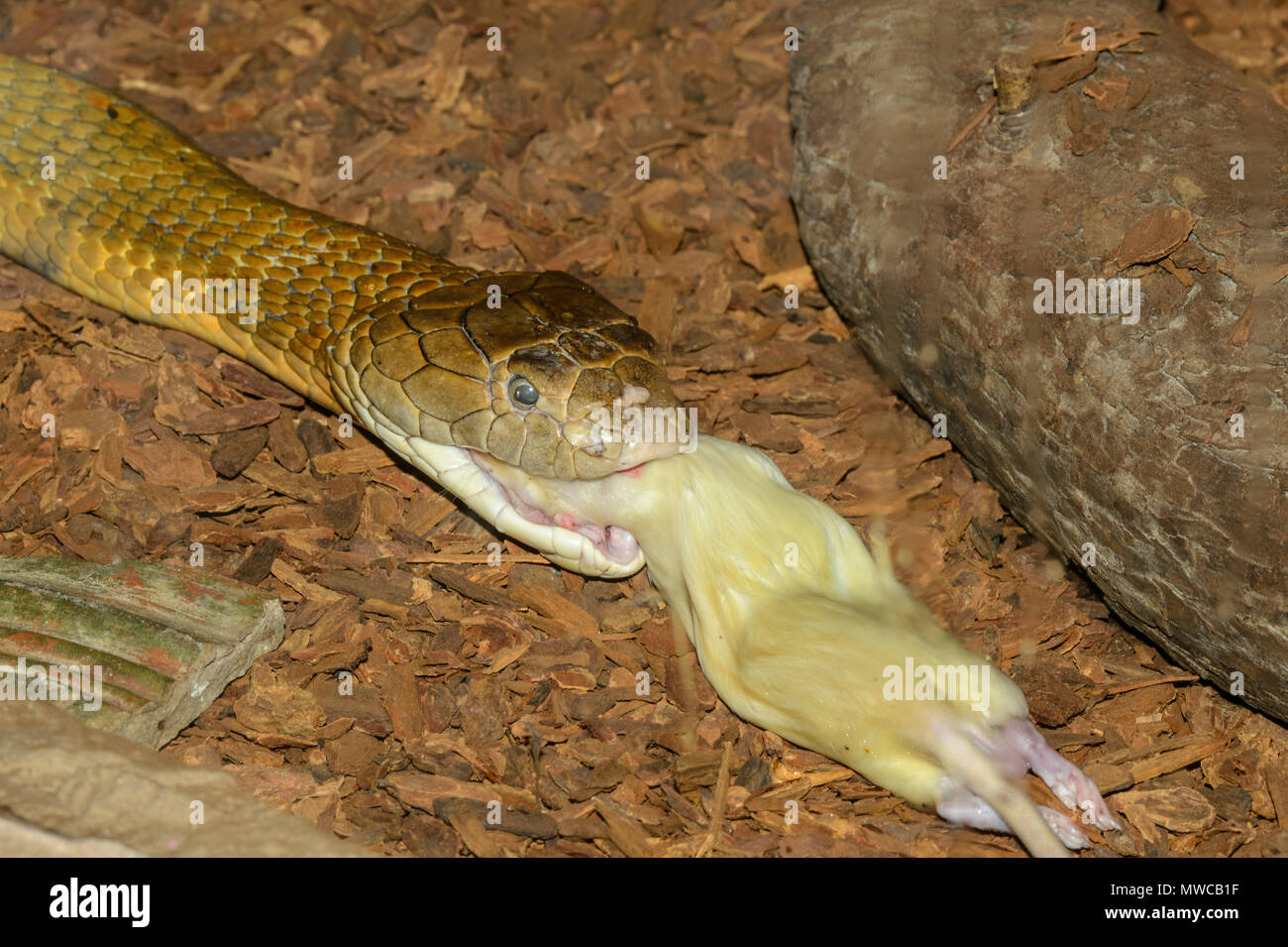 Cobra reale (Ophiophagus hannah) , Captive ingestione di un ratto bianco., Reptilia reptile zoo, Vaughan, Ontario, Canada Foto Stock