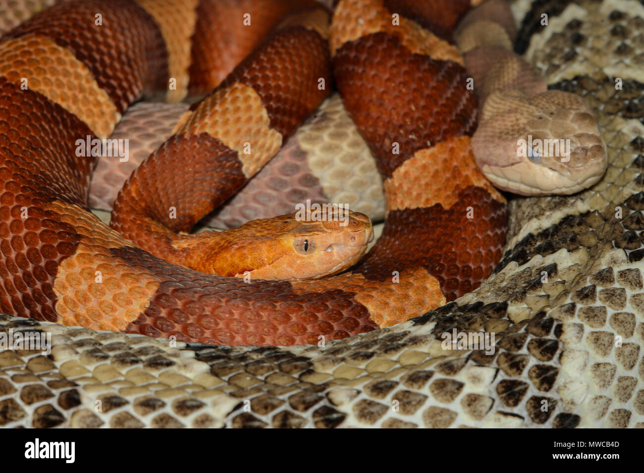 Nord America (copperhead Agkistrodon contortrix Cptive). Nativo di SE USA, Reptilia reptile zoo, Vaughan, Ontario, Canada Foto Stock