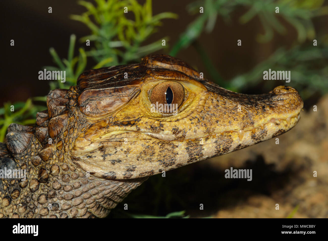 Cuiver del caimano nana (Paleosuchus palpebrosus) captive, zoo di contenitore., Reptilia reptile zoo, Vaughan, Ontario, Canada Foto Stock