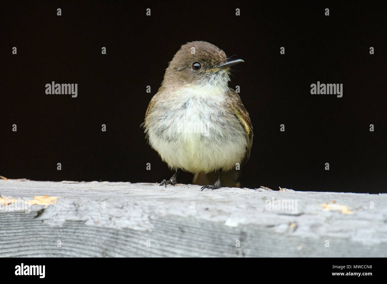 Eastern phoebe (Sayornis phoebe) arroccato su un capannone vicino al suo nido, maggiore Sudbury, Ontario, Canada Foto Stock