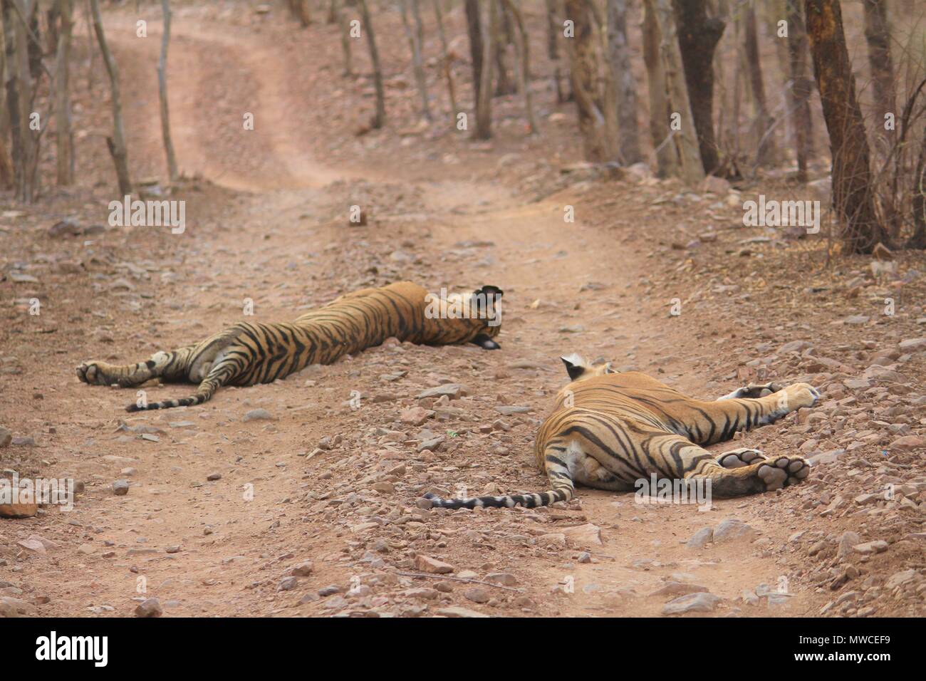 Sleeping cuccioli di tigre Foto Stock