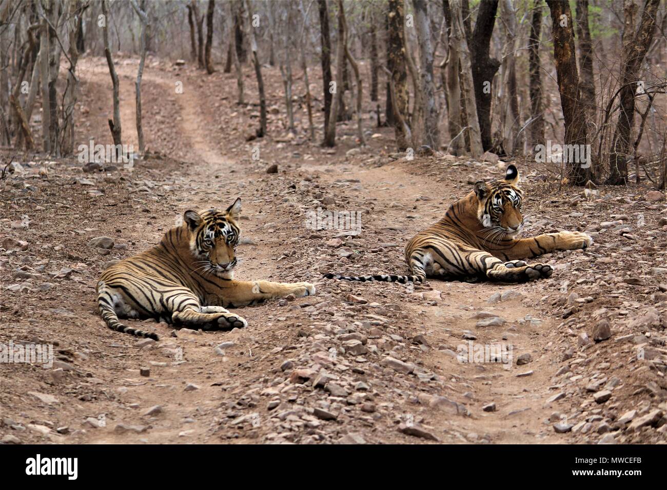 Cuccioli di tigre Foto Stock