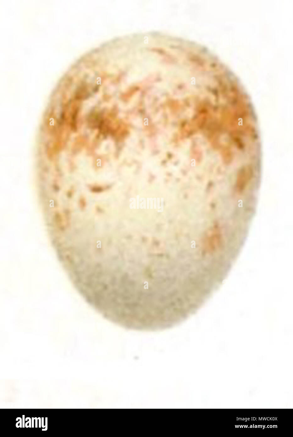 . Uovo di Eumyias albicaudata . 1903. Oates EW 198 EumyiasAlbicaudataEgg Foto Stock