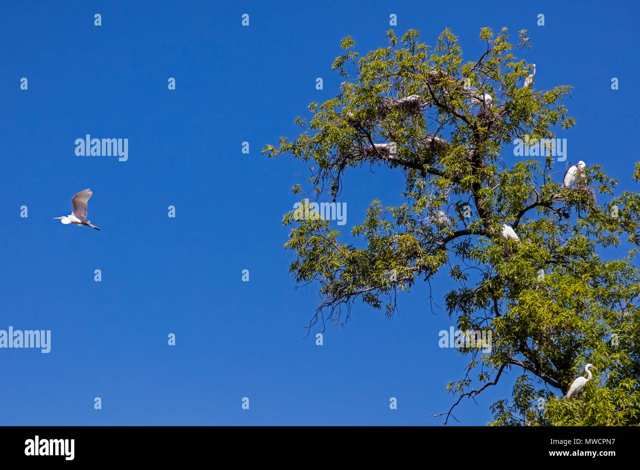 Grande garzette nidificano in alberi nel Parque Juarez - San Miguel De Allende, Messico Foto Stock