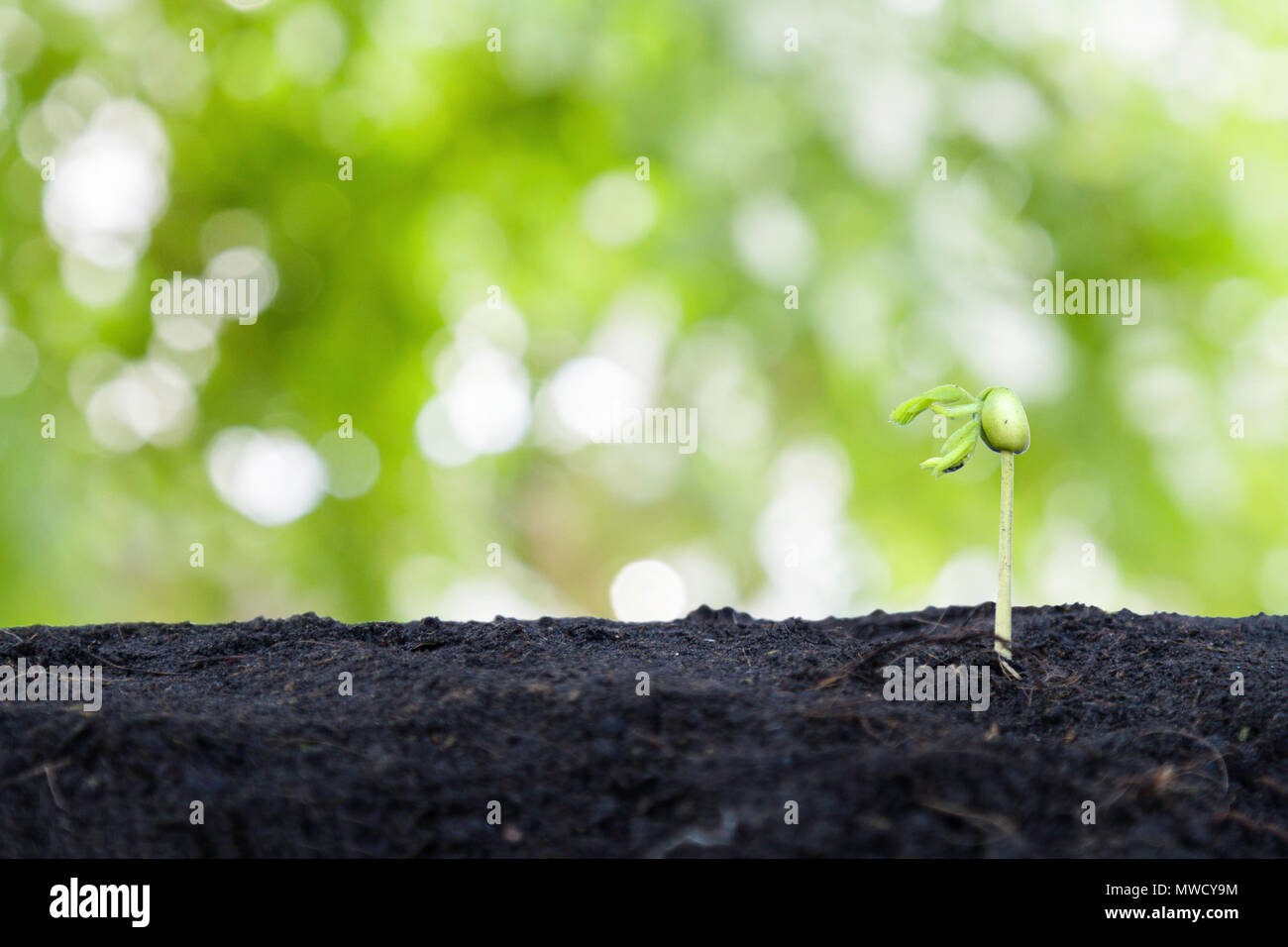 Germogli germoglio ad albero nel terreno verde dello sfondo bokeh con copia spazio. Foto Stock