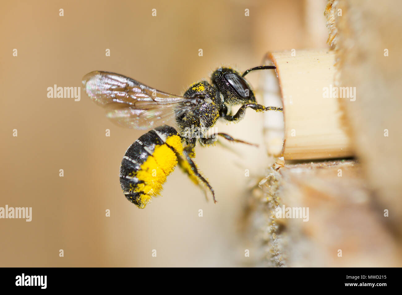 Femmina resina solitaria ape (Heriades crenulatus) si avvicina un insetto hotel per portare il giallo il polline dei fiori aster per il suo nido in una cava levetta reed. Foto Stock