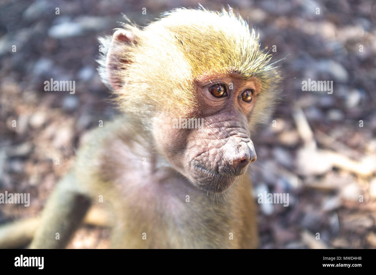 Baby scimmia babbuino closeup ritratto Foto Stock