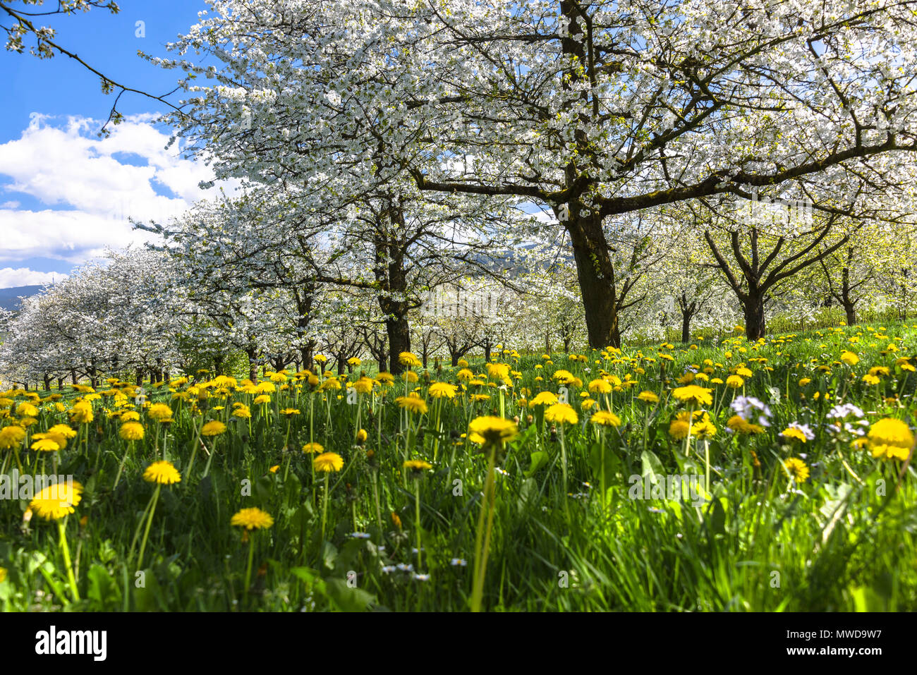 Prato primavera con rigogliosi alberi di frutteto nella regione Ortenau, Germania meridionale, zona in foothill della Foresta Nera, famosi per la fioritura di ciliegio Foto Stock