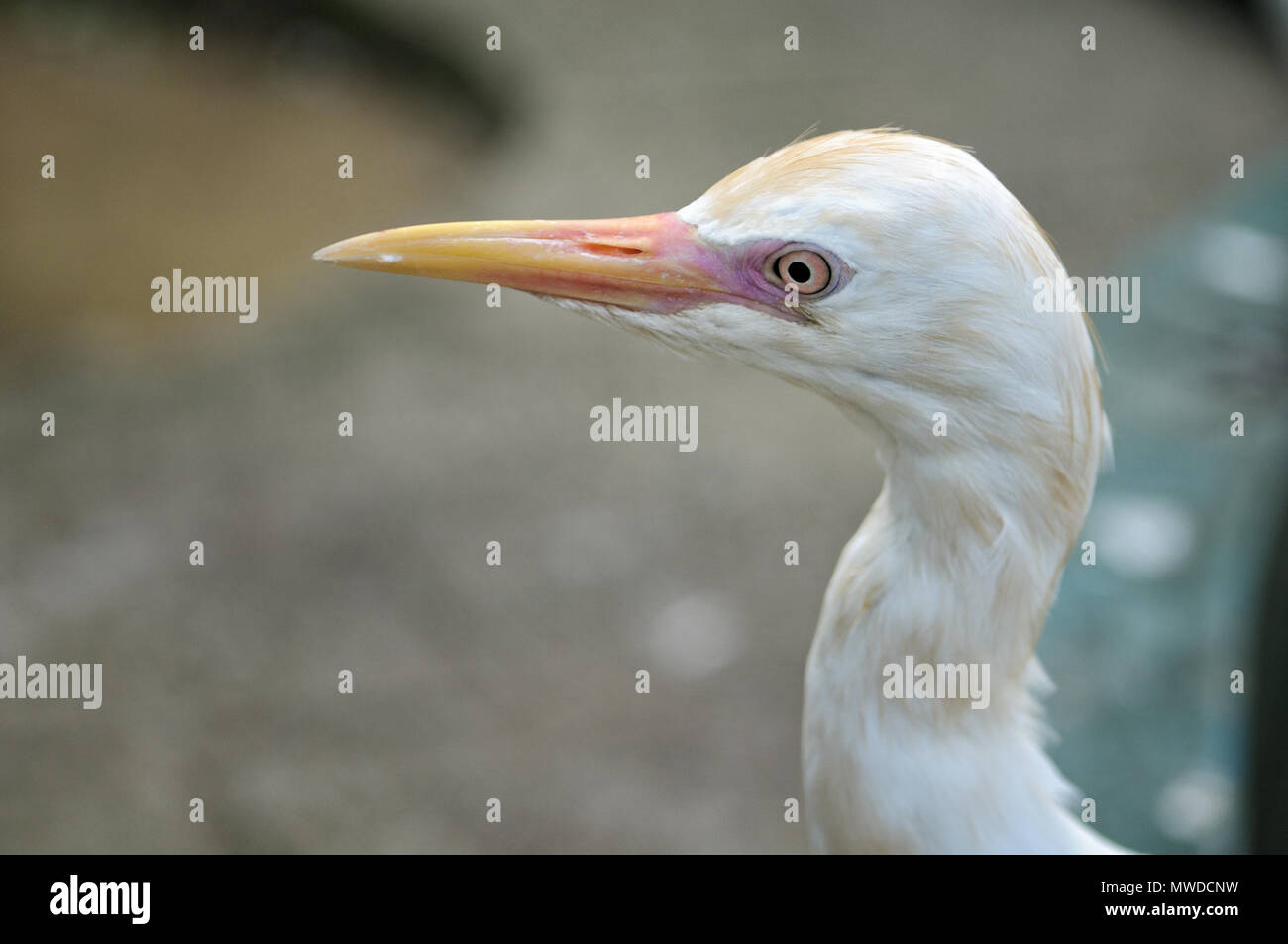 Close up di un uccello in Kuala Lumpur Bird Park, Malaysia Foto Stock