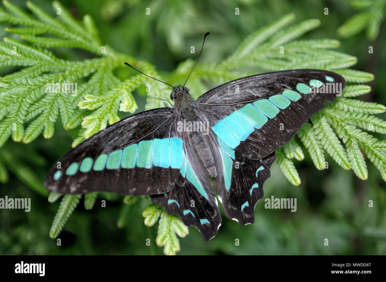 Butterfly su un ramo (Graphium sarpedone) a Kuala Lumpur Parco Butterfly, Malaysia Foto Stock
