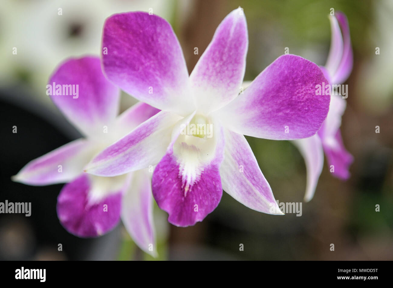 Fiori di orchidea di Kuala Lumpur in Malesia Foto Stock