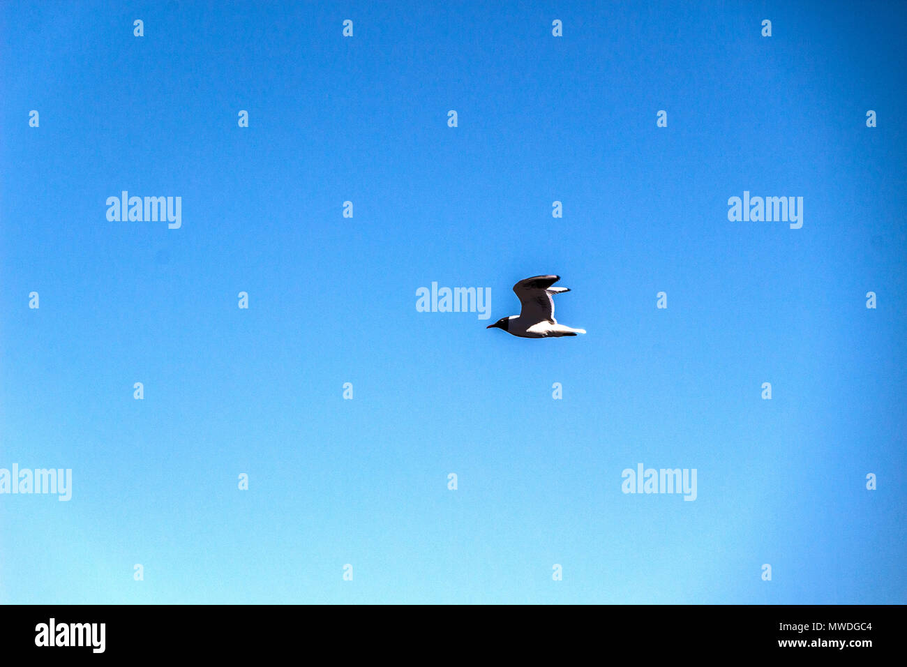 Seagull si battono contro il cielo blu Foto Stock