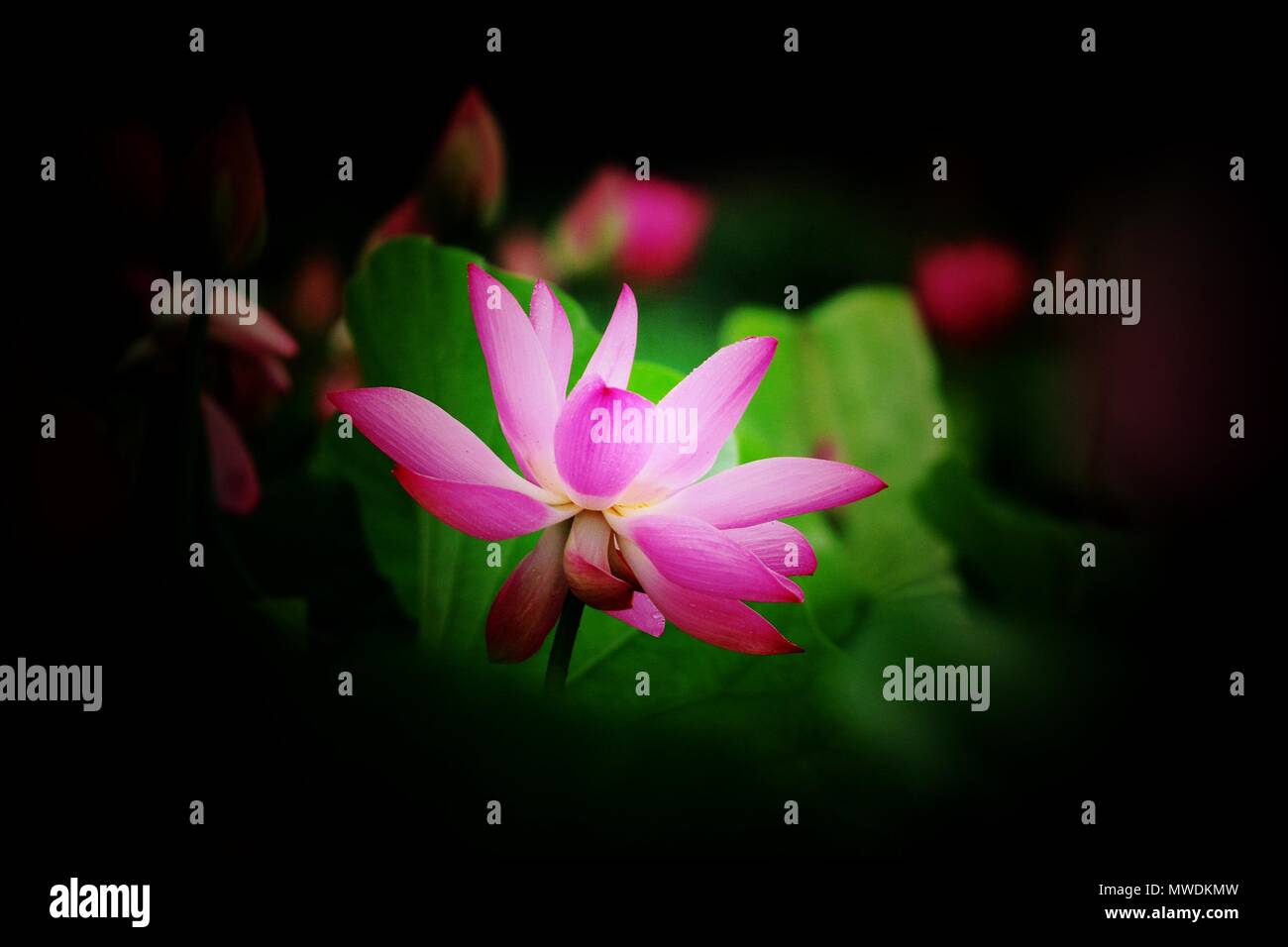 1 giugno 2018 - Ji'an, Ji'an, Cina - Ji'an, Cina-1st Giugno 2018: fiori di loto sbocciare nella contea di Suichuan, Ji'an, Cina orientale della provincia di Jiangxi. Credito: SIPA Asia/ZUMA filo/Alamy Live News Foto Stock