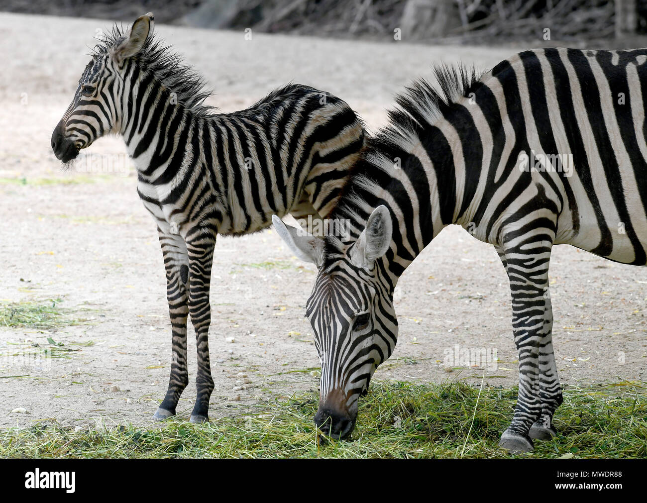 01 giugno 2018, Germania, Hannover: 2,5-settimane-vecchio zebra Charlott bambino e sua madre per esplorare i loro open-air involucro in corrispondenza del "Erlebnis Zoo'. Foto: Holger Hollemann/dpa Foto Stock